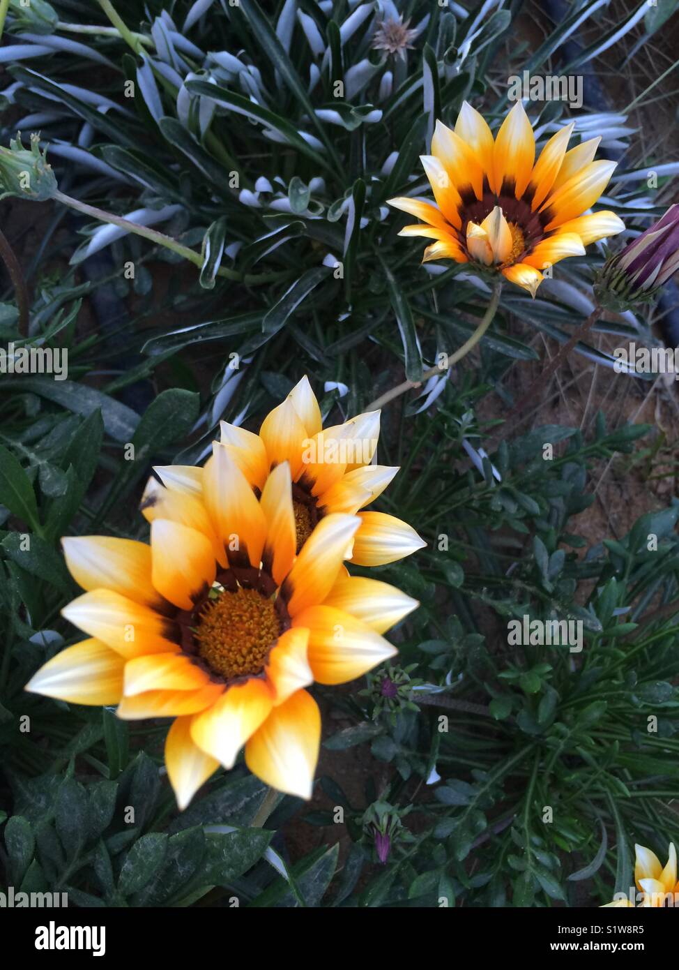 Yellow brown flowers - Smartphone Captured Stock Image