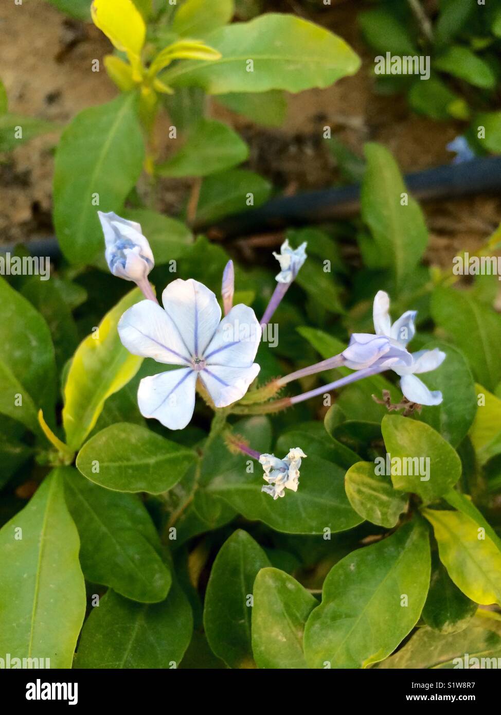 White flowers and green leafs - Smartphone Captured Stock Image