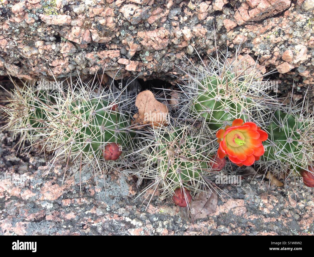 Blooming Cactus Flower Between Rocks Stock Photo Alamy