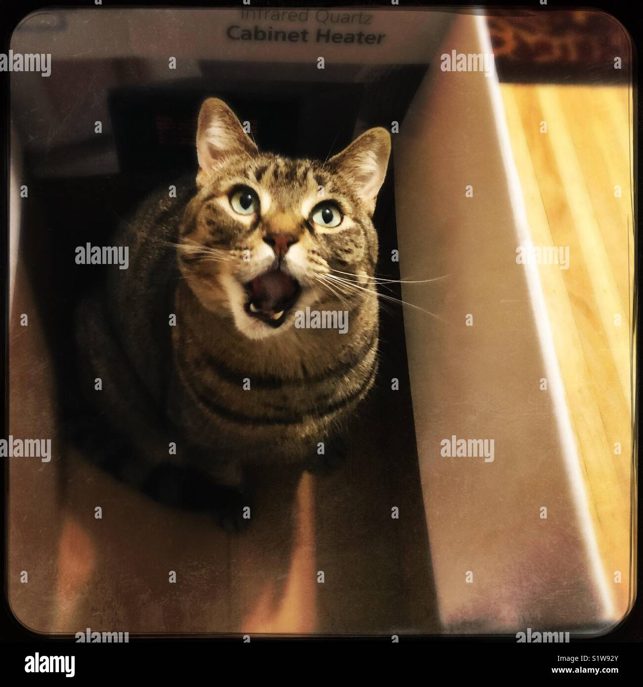 My cat making funny faces in a box Stock Photo