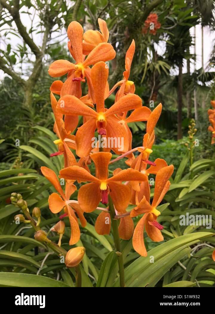 Beautiful bright orange colour flowers Stock Photo Alamy