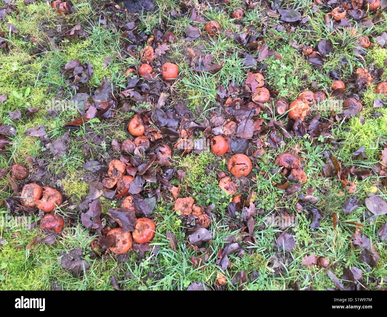 Bright green grass, wet leaves and rotting apples in an orchard in Normandy. France. Winter Stock Photo
