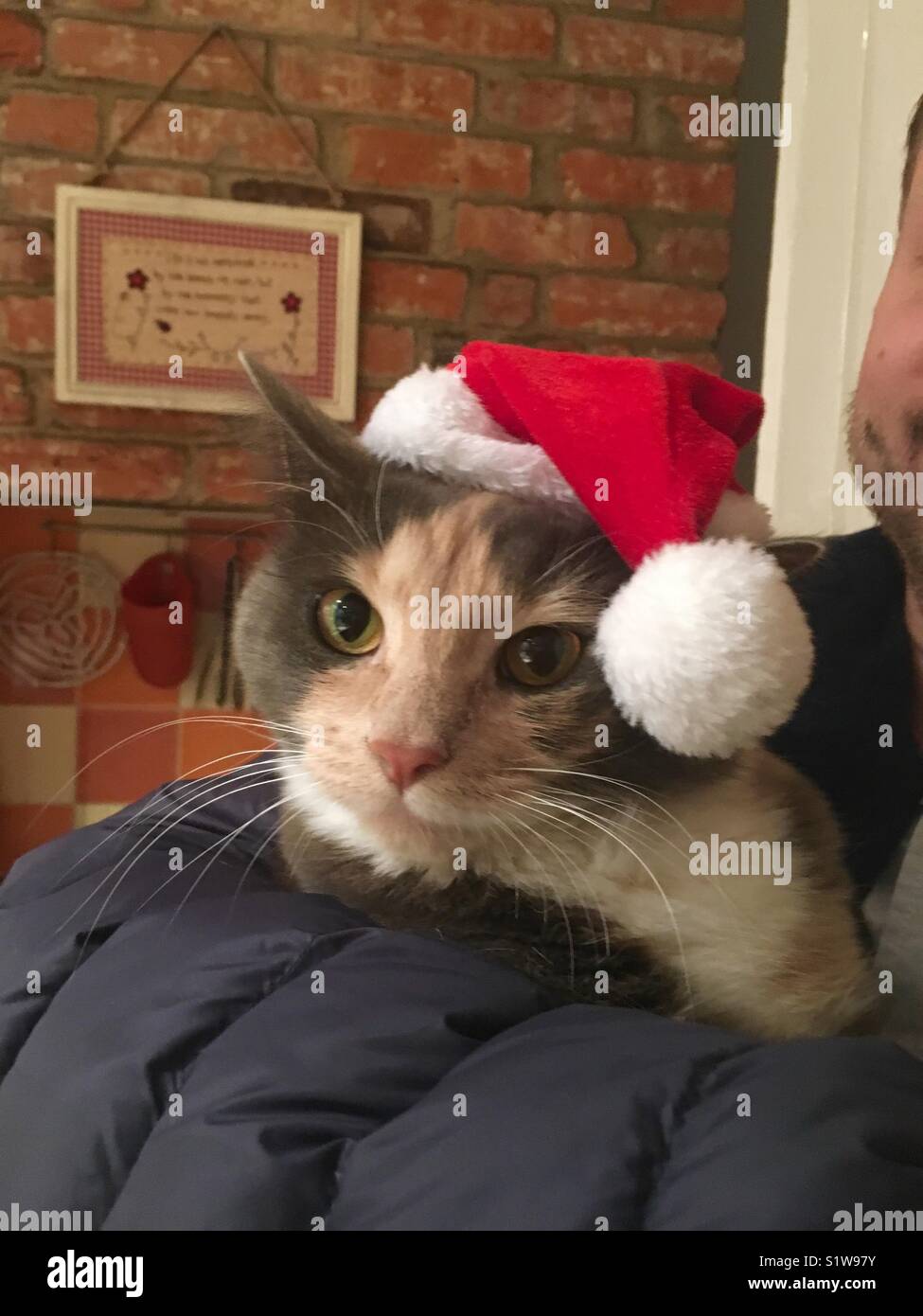 Peach and grey cat in a Christmas hat Stock Photo