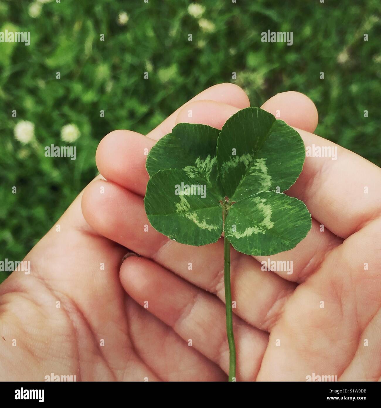 Child’s hands holding a four-leaf clover Stock Photo