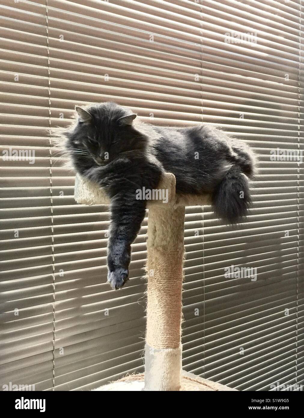 Hester Himalaya, the fluffy cat. Stock Photo