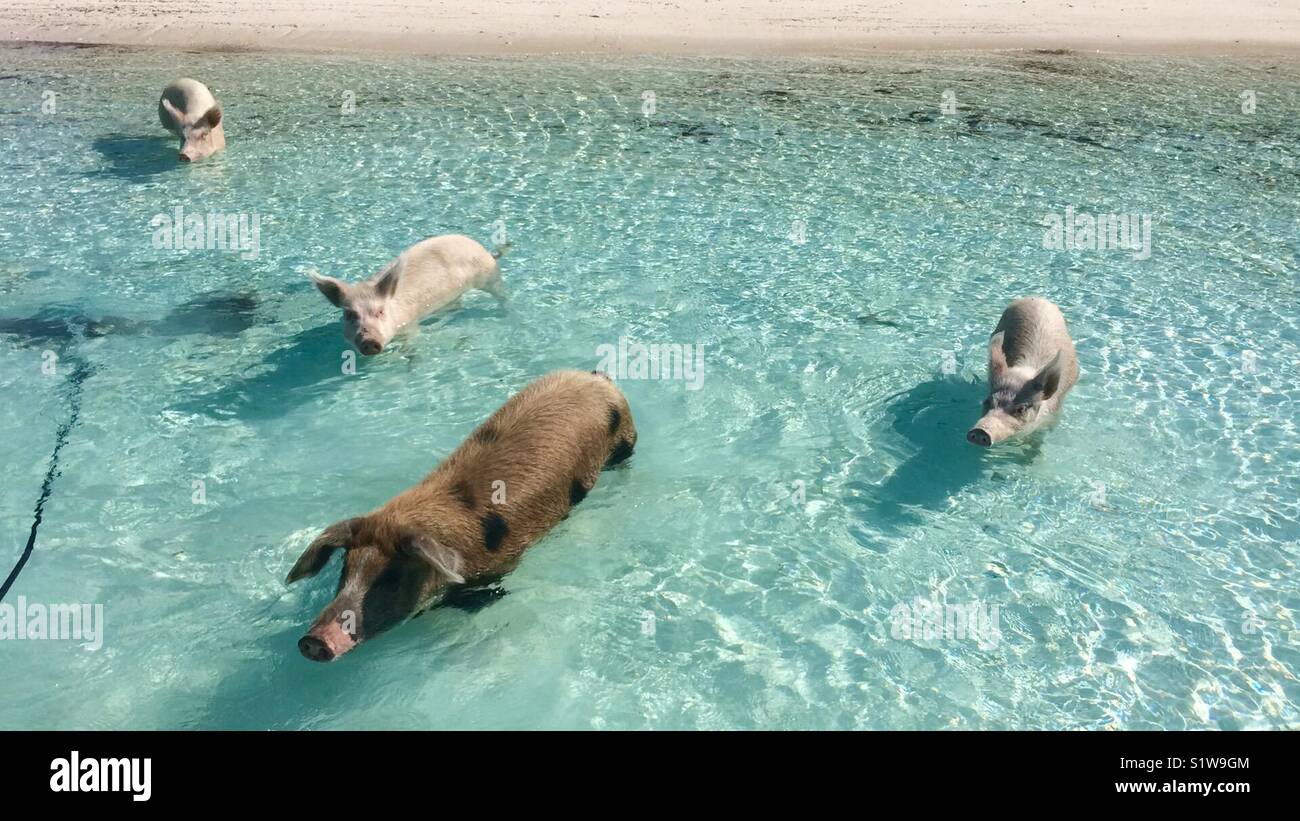 Four little swimming pigs in the sea in the Exuma Islands, Bahamas ...