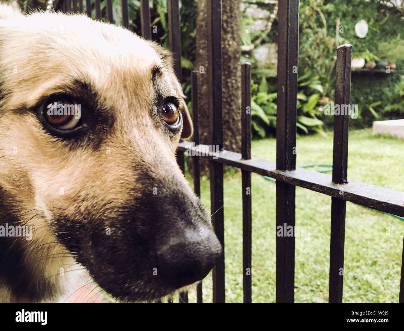 Cute dog looking through the fence in the garden - Smartphone Captured Stock Image