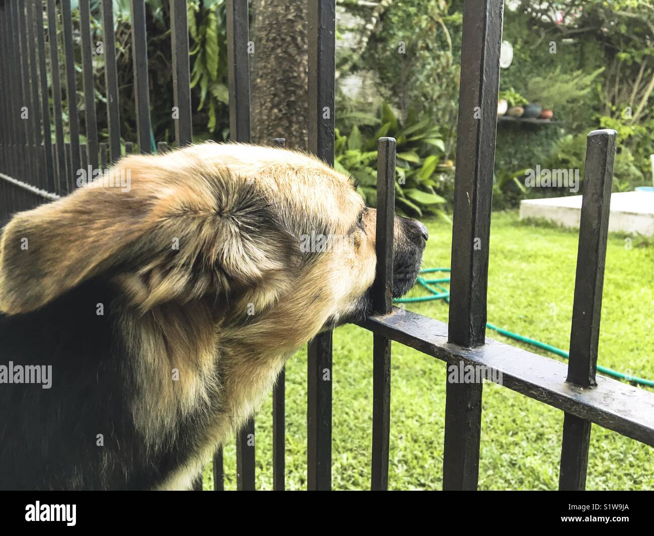 Cute dog looking through the fence in the garden - Smartphone Captured Stock Image