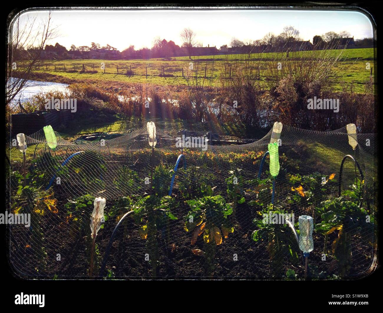 Brussels sprouts growing in a small allotment UK - Smartphone Captured Stock Image