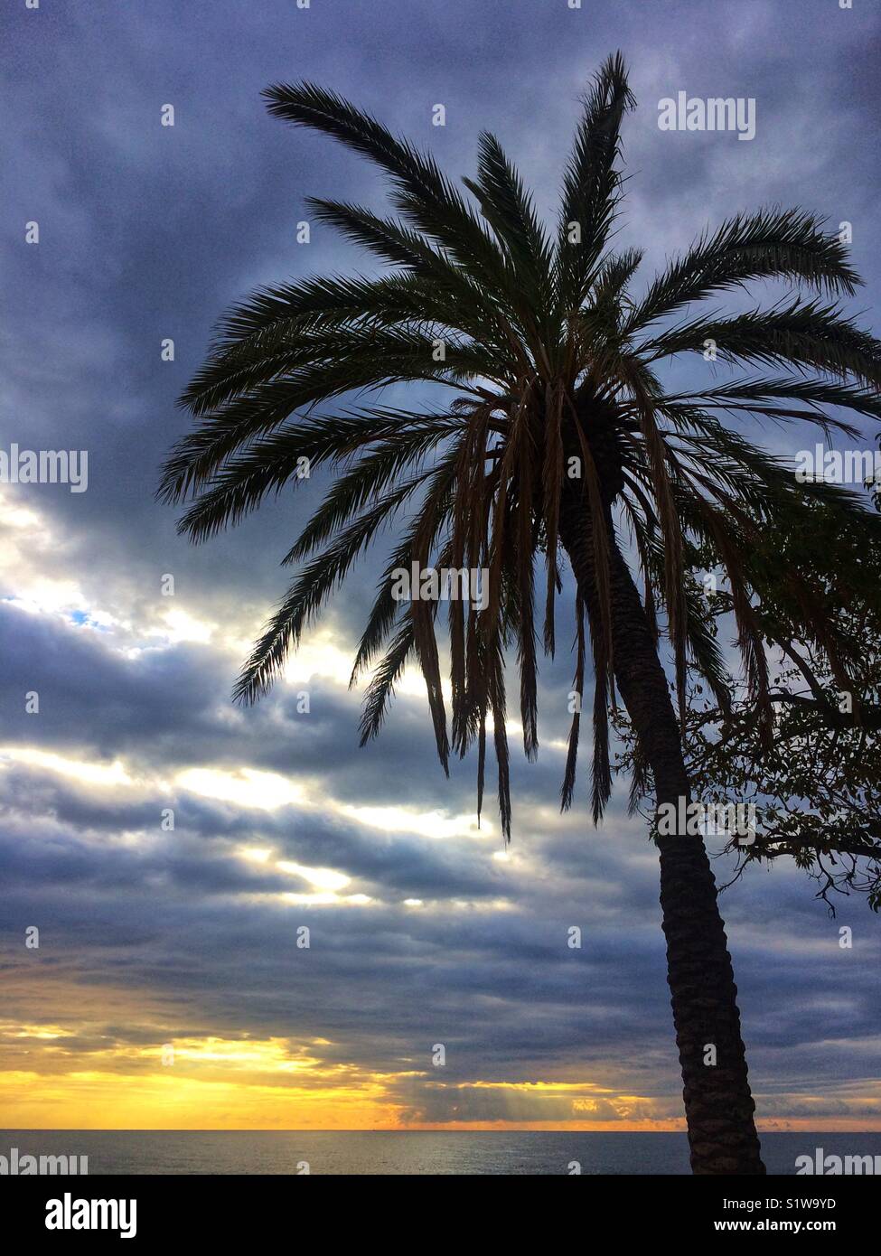 Palm tree and sunset in Mataró, El Maresme, Barcelona province, Catalunya Stock Photo