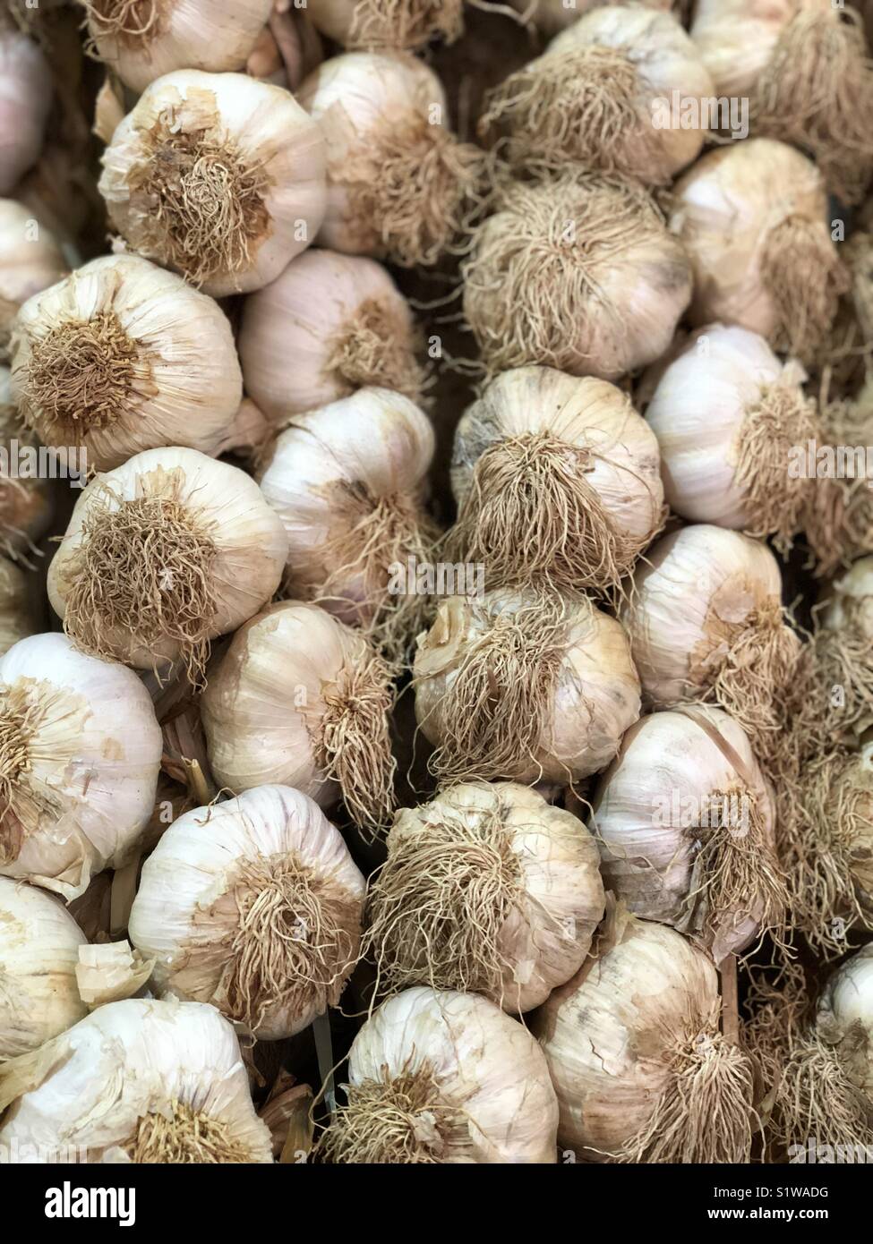 Braids of garlic Stock Photo