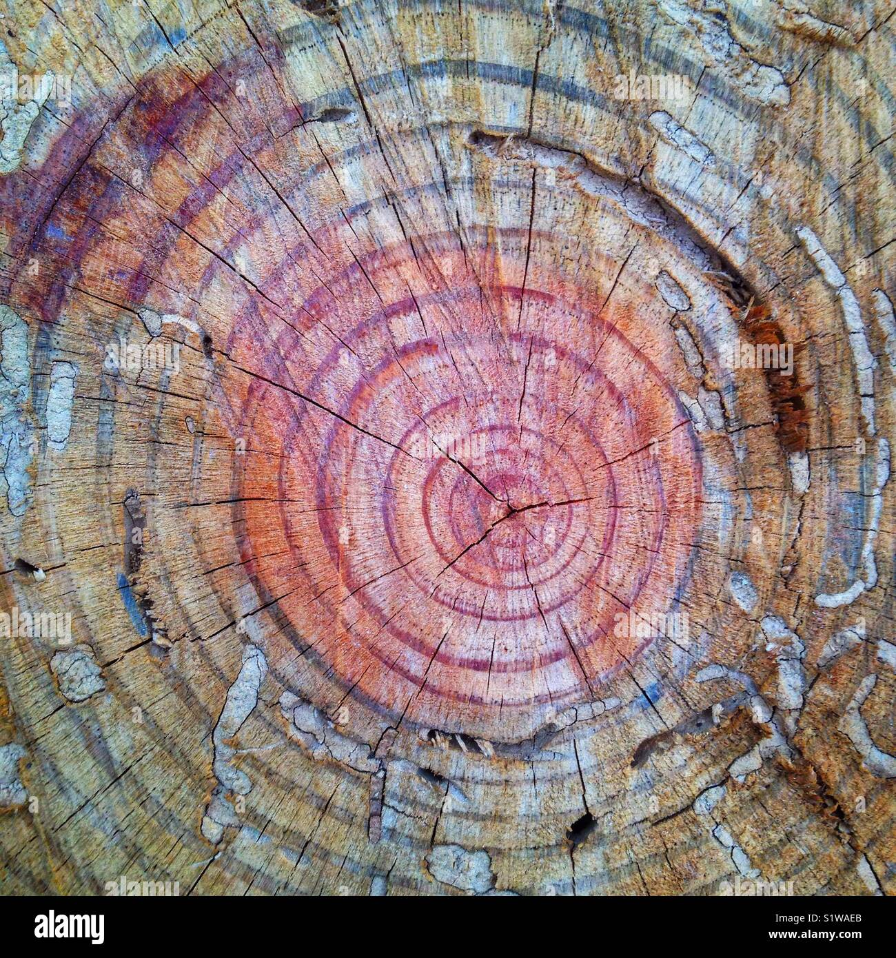 Tree stump - Smartphone Captured Stock Image