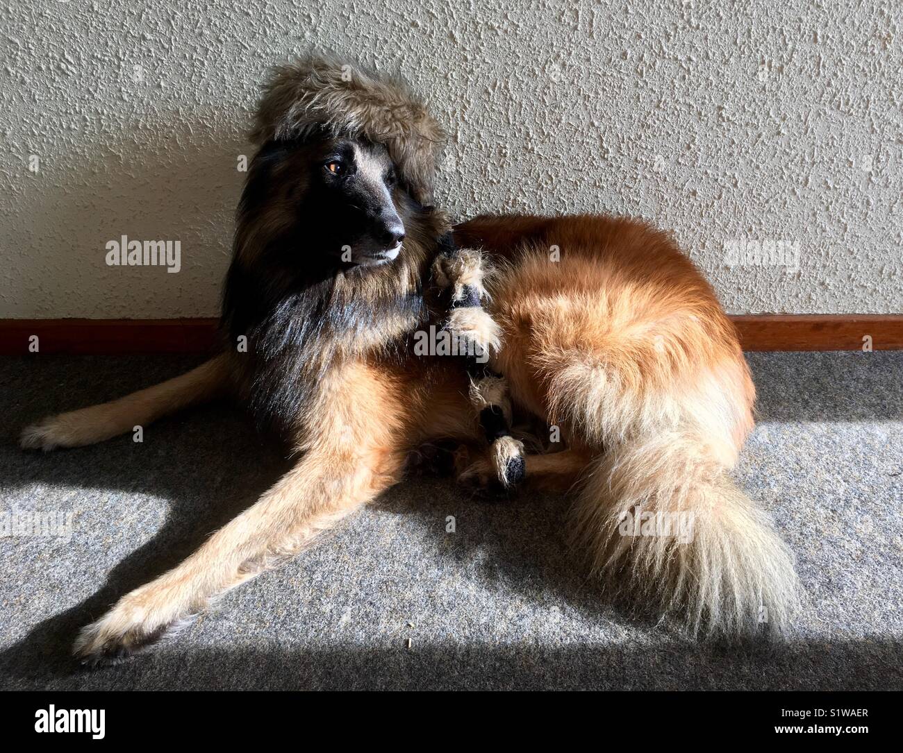 Chapka hi-res stock photography and images - Alamy