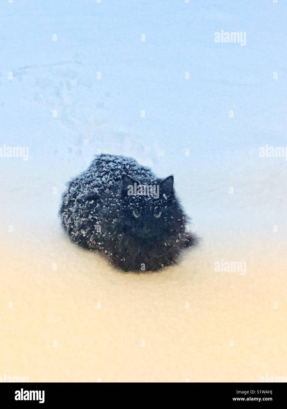 Black fluffy cat in the snow - Smartphone Captured Stock Image