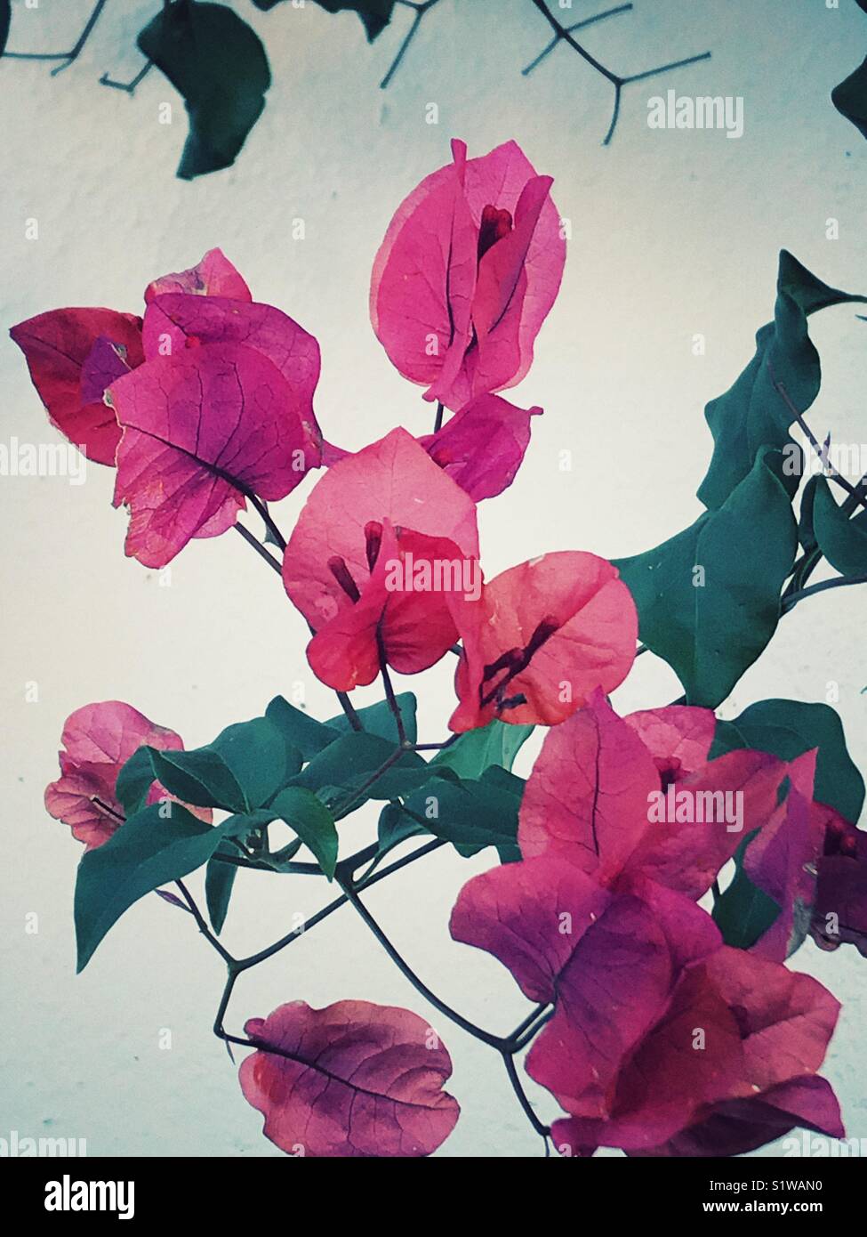Pink bougainvillea flowers Stock Photo