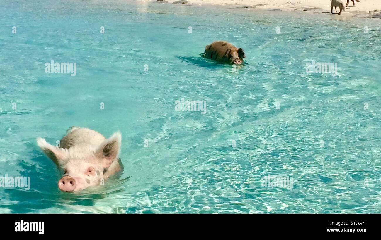Swimming pigs in the Bahamas with their snout along the water Stock Photo