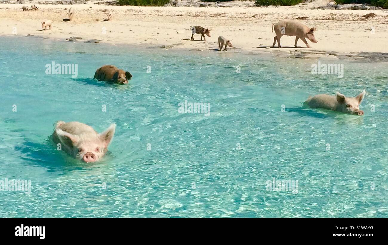 Lots of pigs on Pig Island in the Bahamas Stock Photo