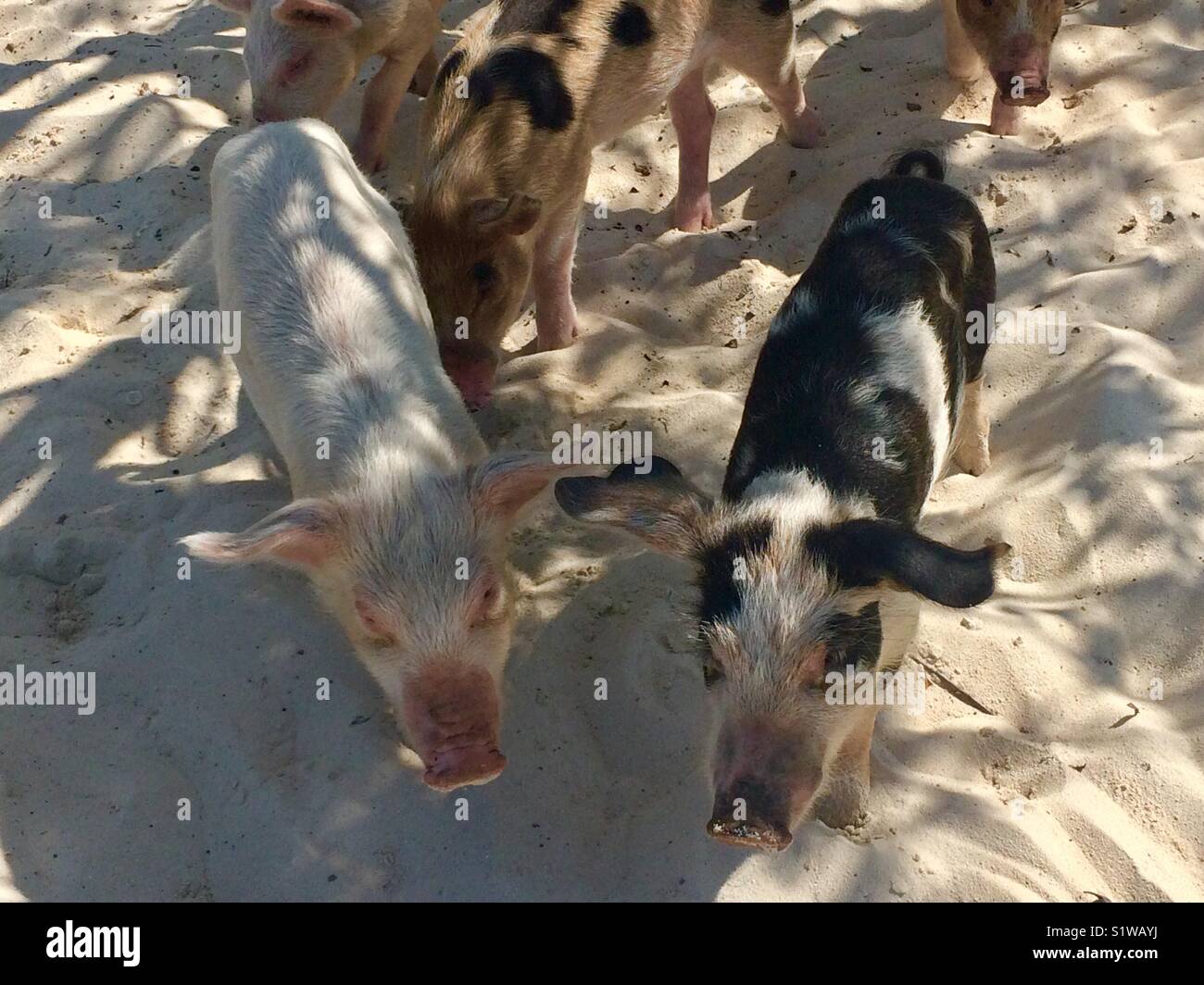 Pigs on the beach in the Bahamas Stock Photo