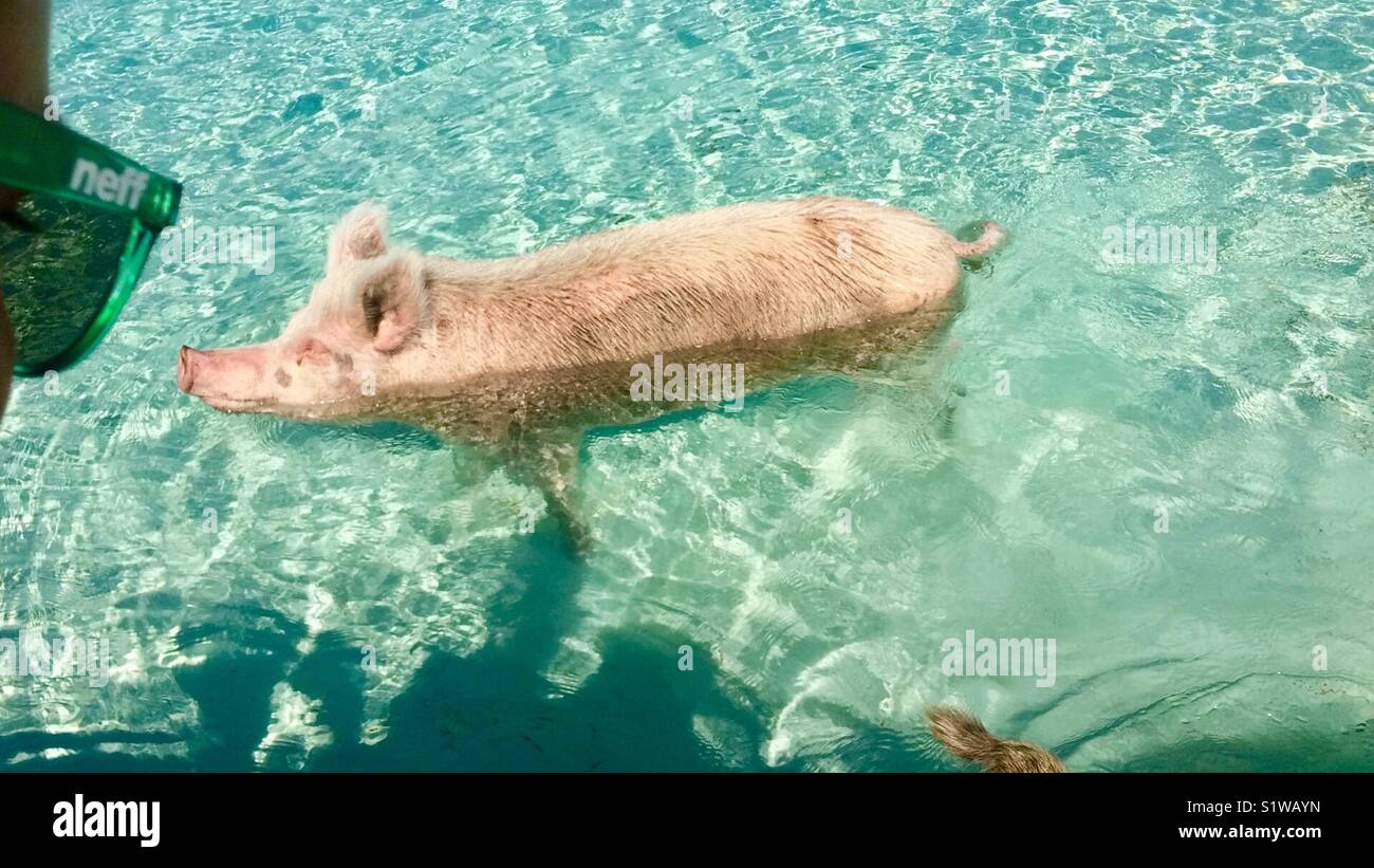 Pig in the water with sunglasses peeking into the shot Stock Photo