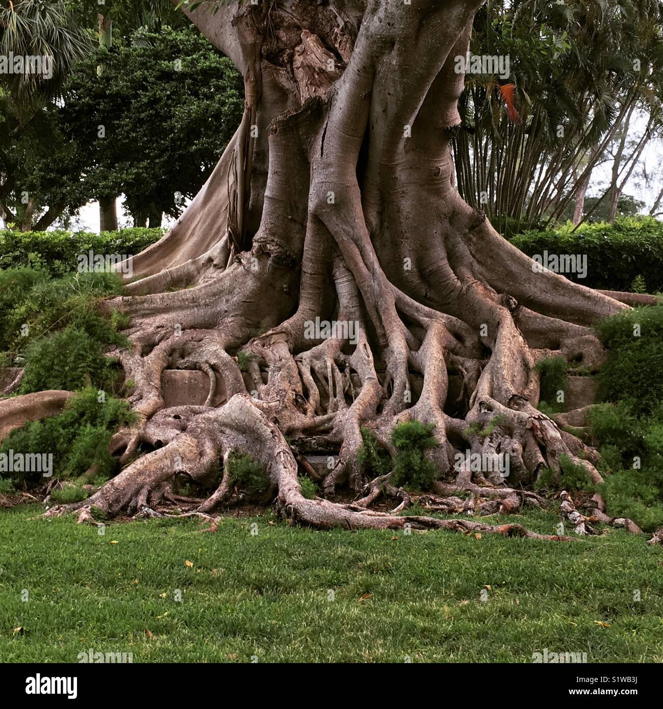 Tree in Coral Gables, Florida with strong roots Stock Photo