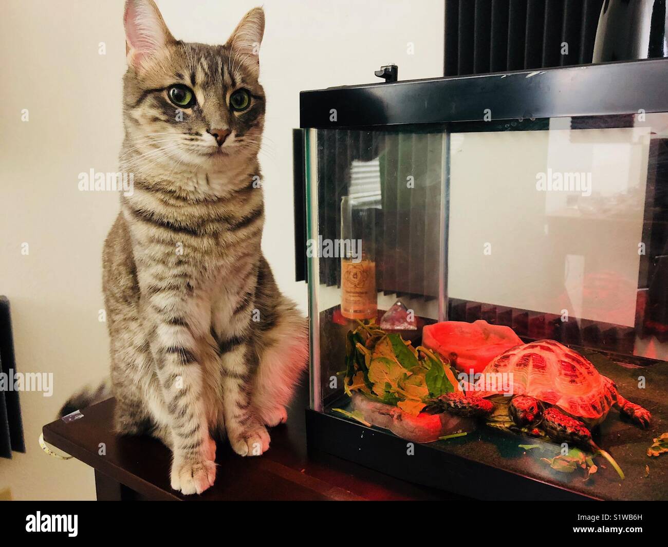 unlikely-friends-cat-and-tortoise-stock-photo-alamy