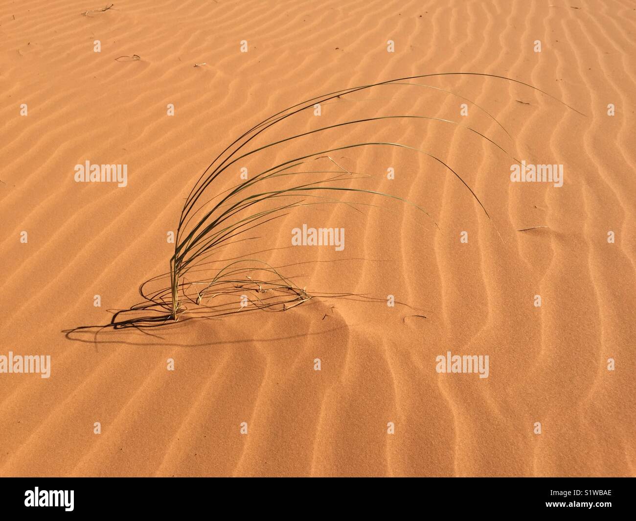 Grass in the sand at Coral Pink Sand Dunes State Park, Utah, USA. - Smartphone Captured Stock Image