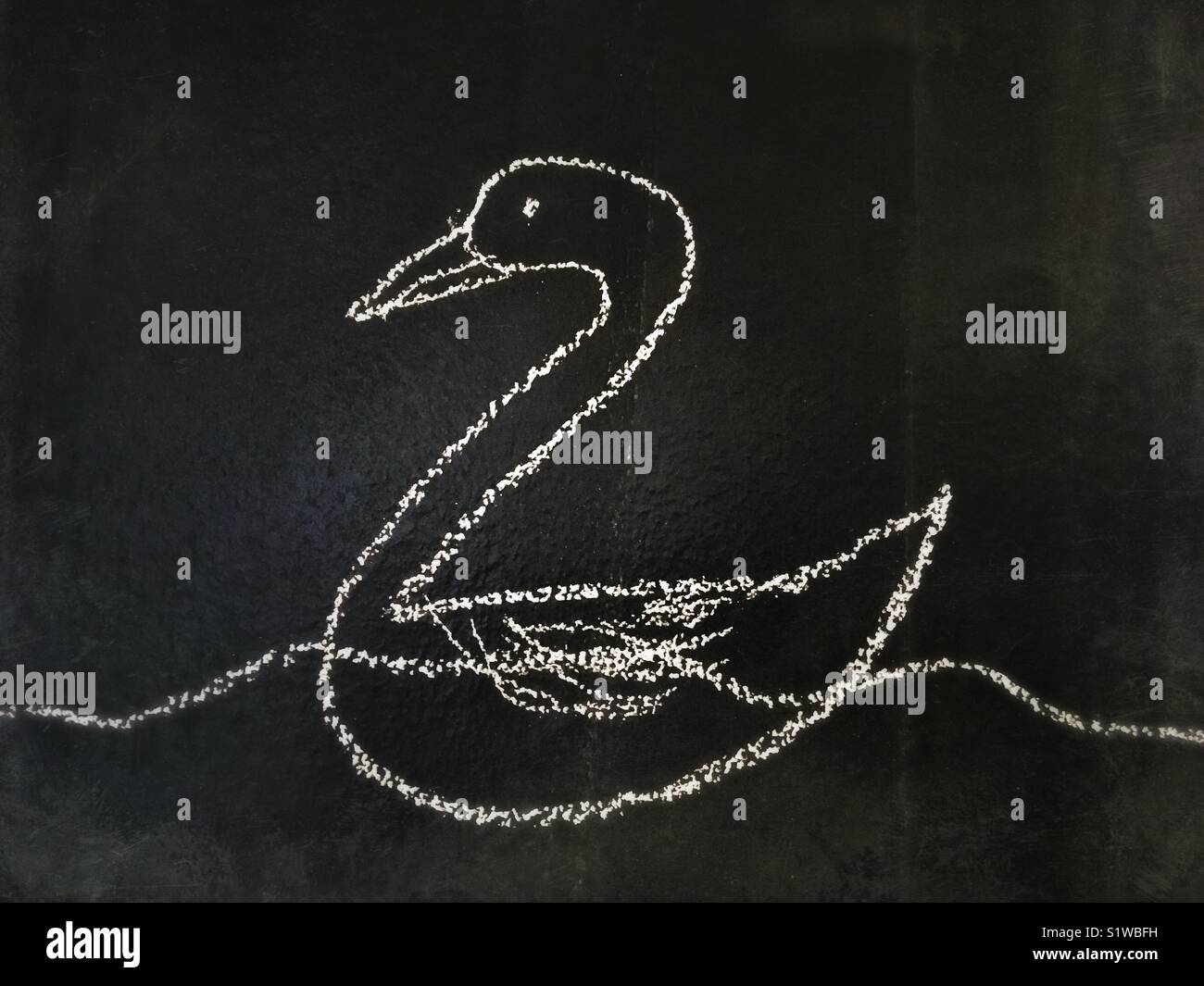 A chalk drawing of a Swan - Smartphone Captured Stock Image