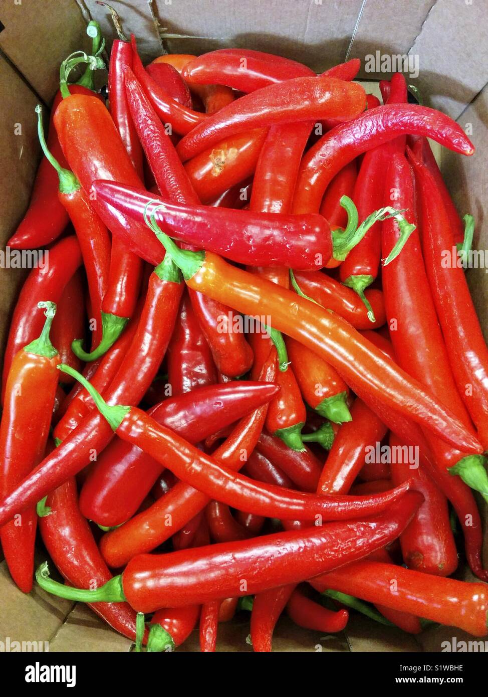 Red hot chili peppers for sale Stock Photo Alamy