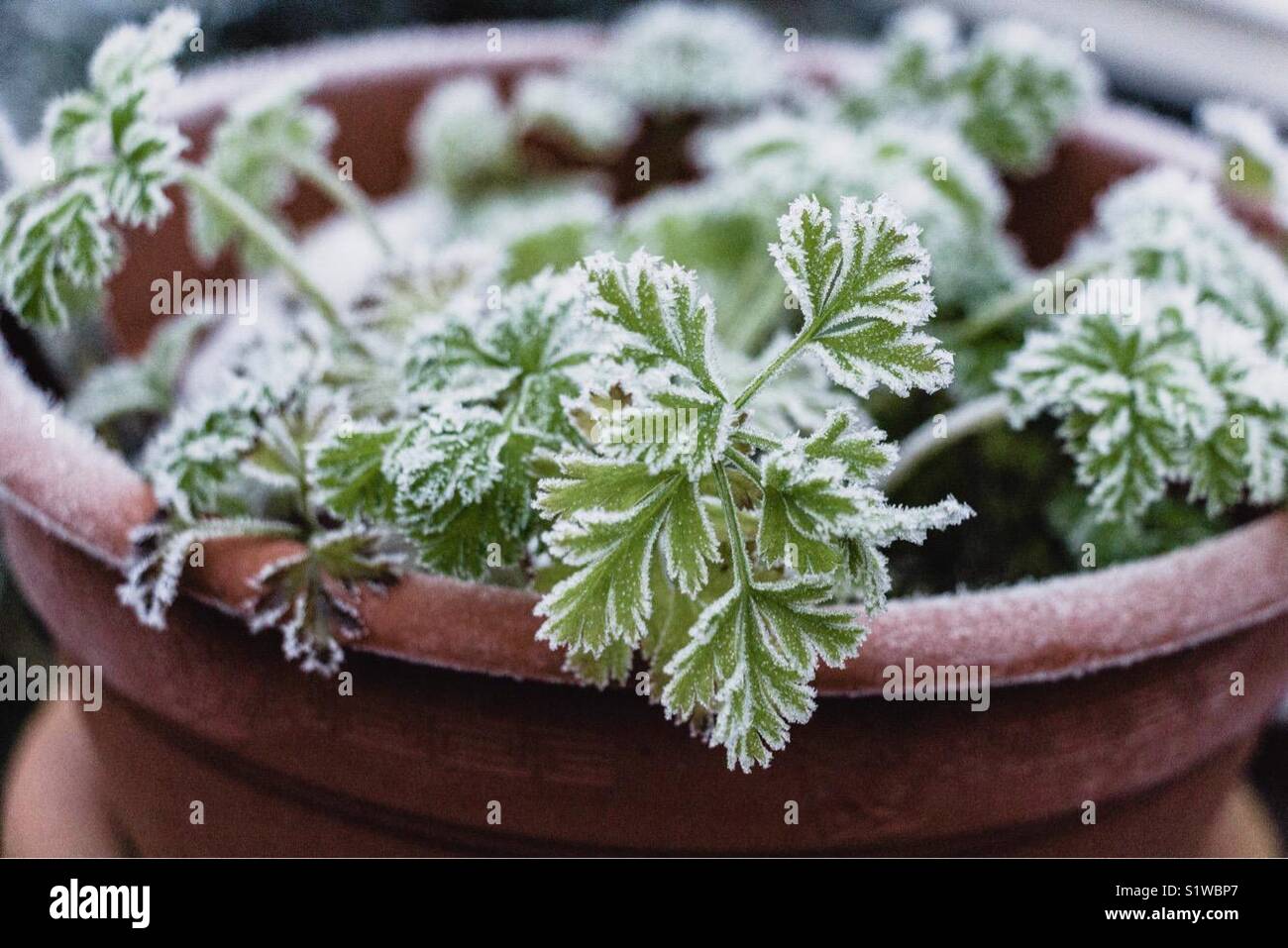 Frosty anemone leaves Stock Photo