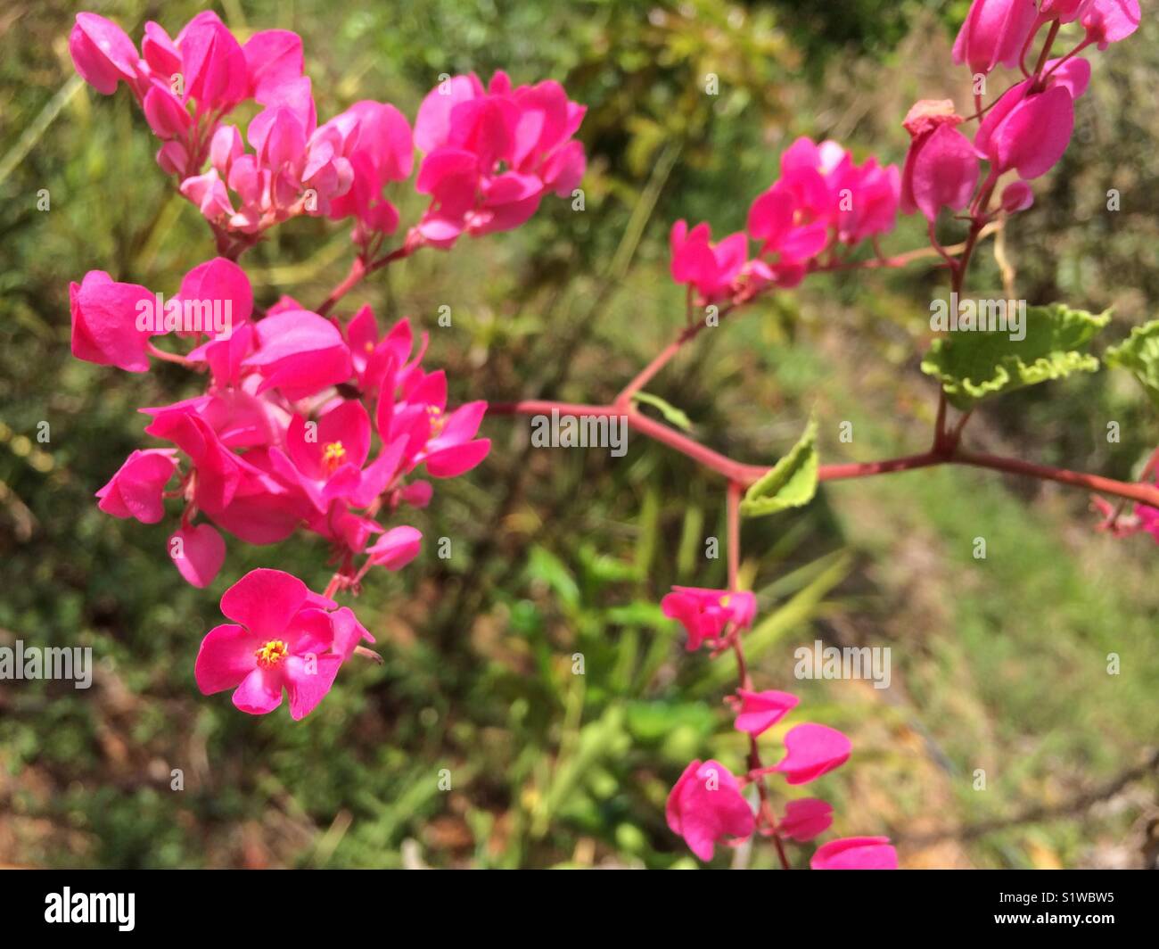 Florarem cor de rosa Stock Photo