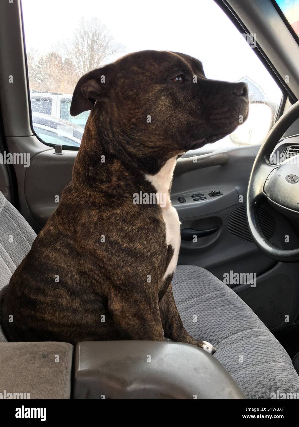 Beautiful Brindle Staffordshire Terrier deciding where to go next! Stock Photo