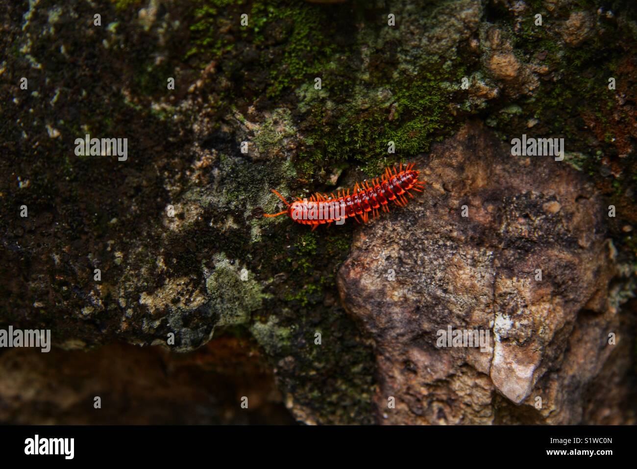 Orange insects hi-res stock photography and images - Alamy