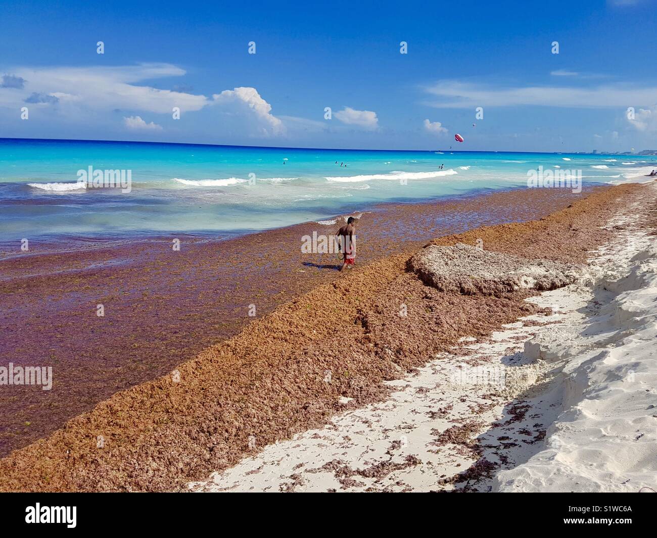 Sargassum on Cancun Beach Stock Photo Alamy