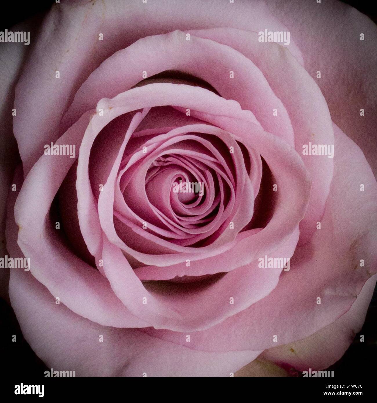 Close up of a pink rose Stock Photo