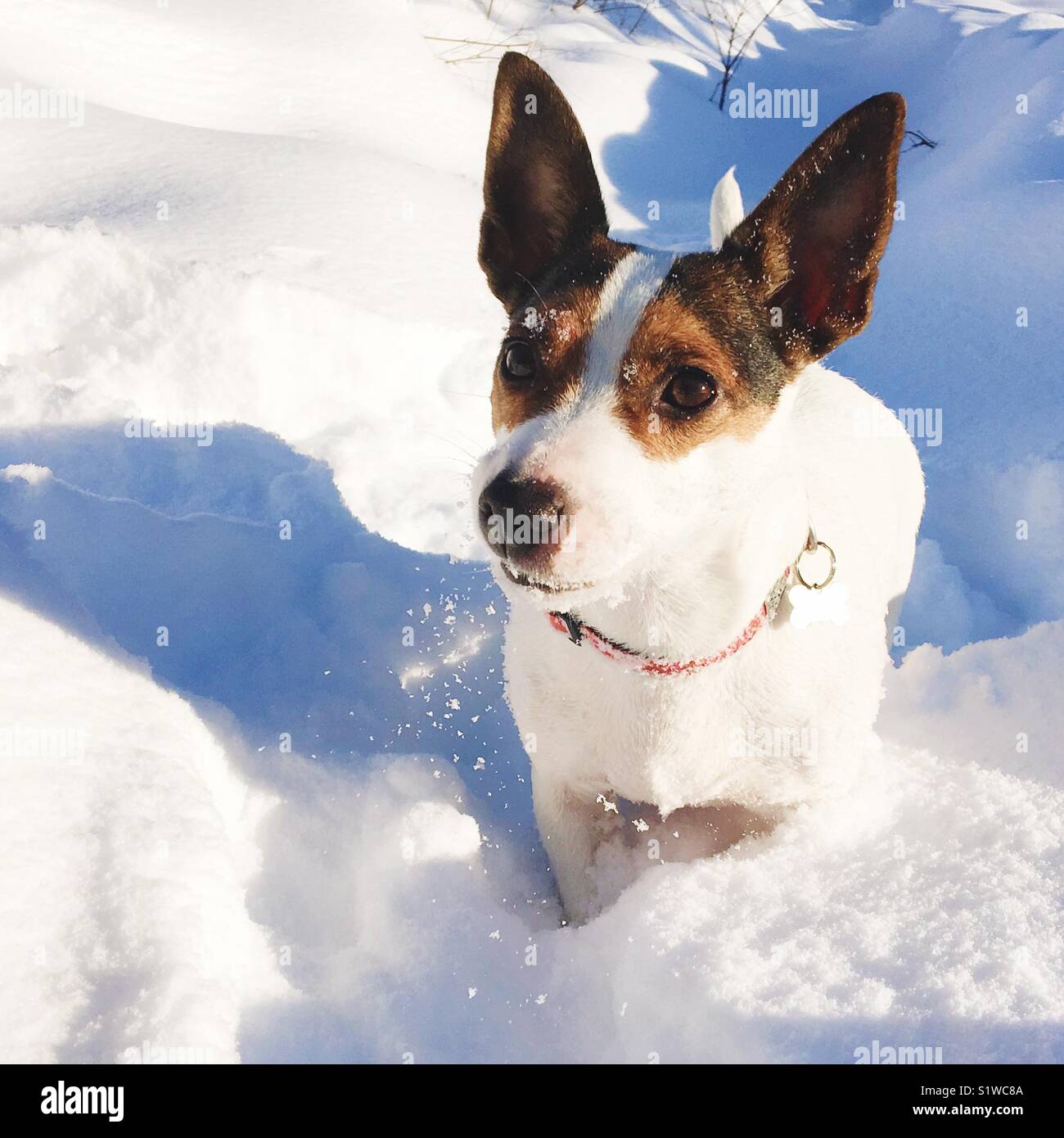 Dog blowing snow off her whiskers on a very cold winter day outdoors. Small snowflakes and her warm breath visible against her shadow. Stock Photo