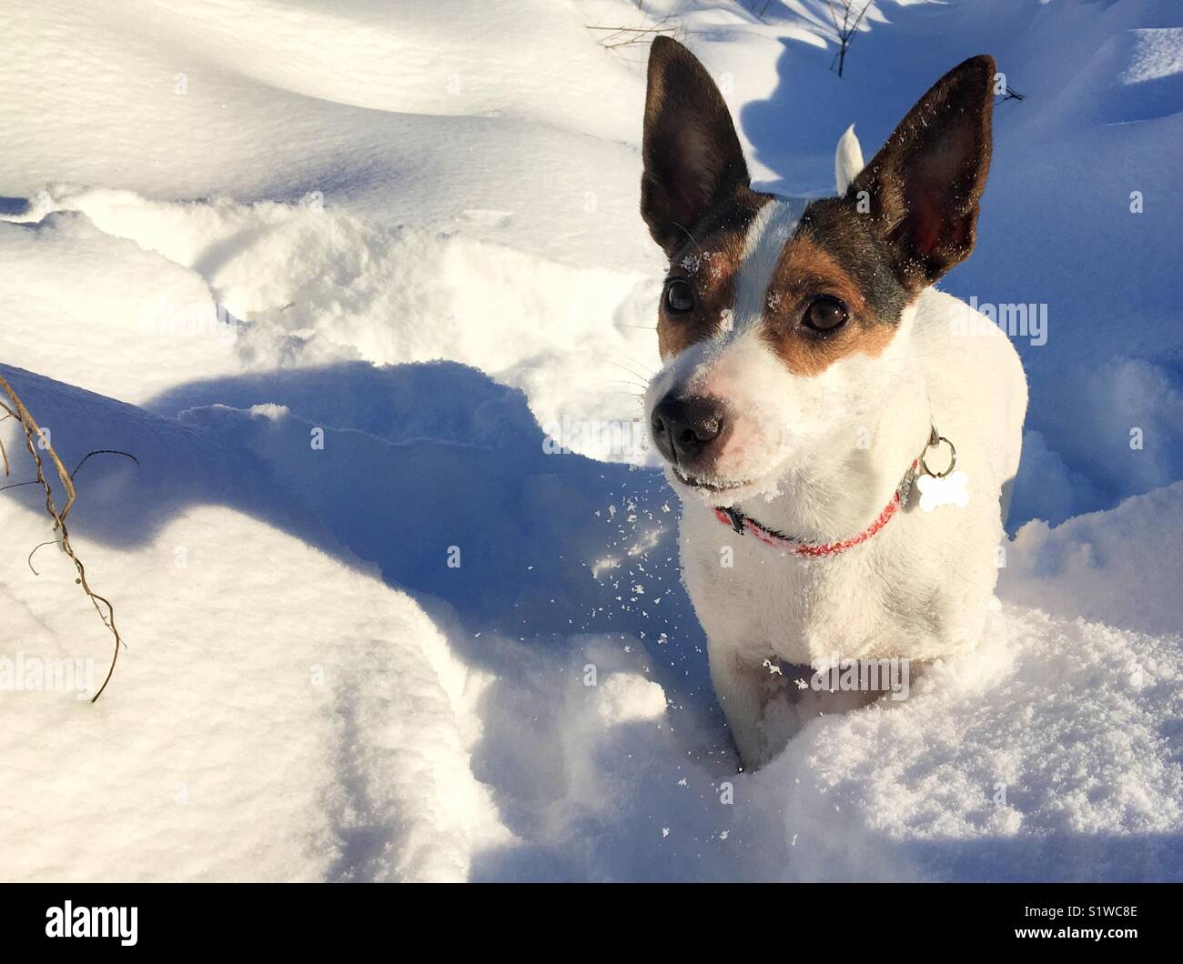 Dog in snow in very cold weather on a sunny winter day. Stock Photo