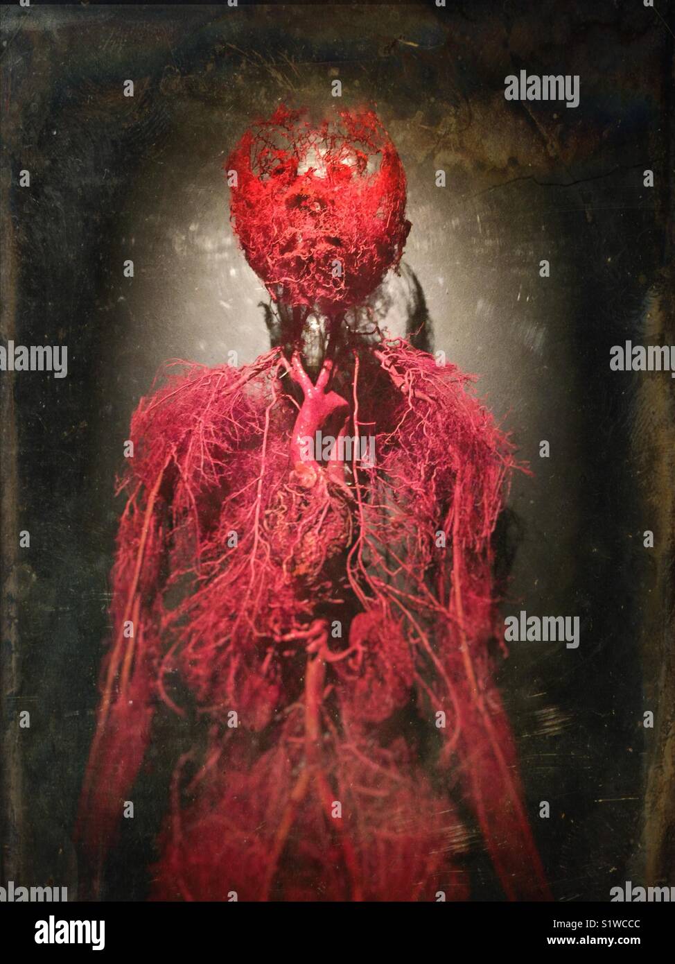Vascular system. Real Bodies exposition Stock Photo - Alamy