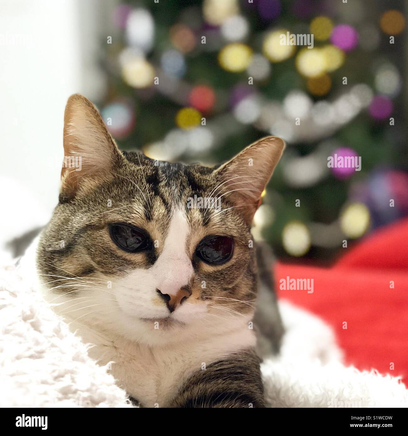 Cat resting on the couch on Christmas Stock Photo