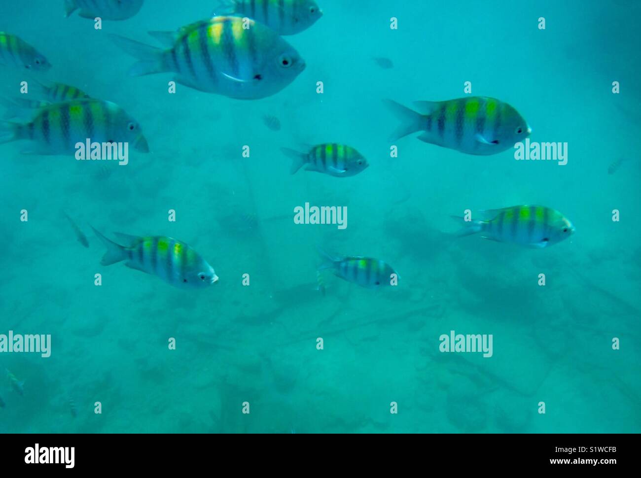 Yellow striped fishes under the sea in the Caribbean Stock Photo