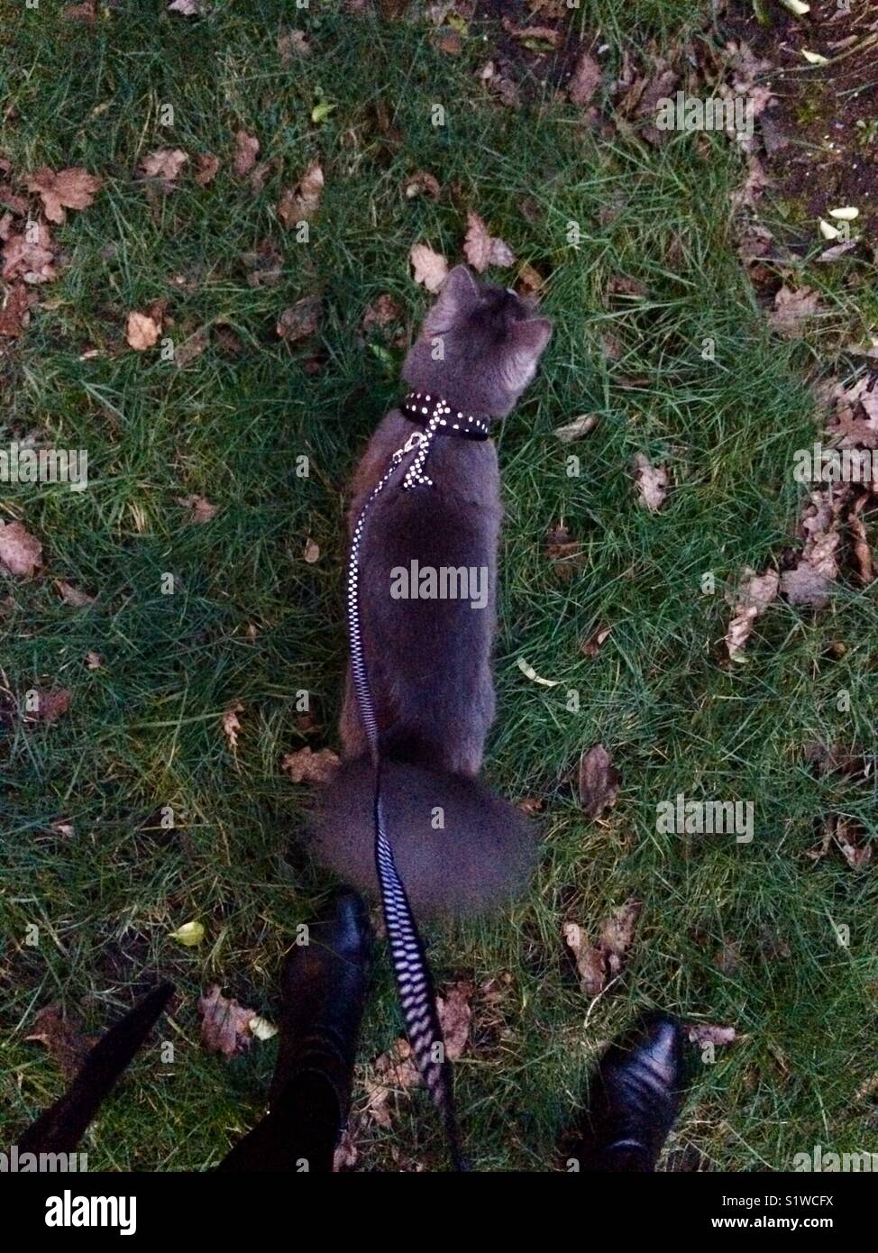 Grey cat on a lead being walked Stock Photo Alamy