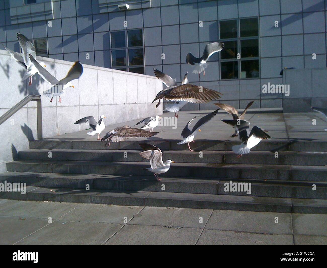 Seagulls in Civic Center, San Francisco, CA, USA. - Smartphone Captured Stock Image