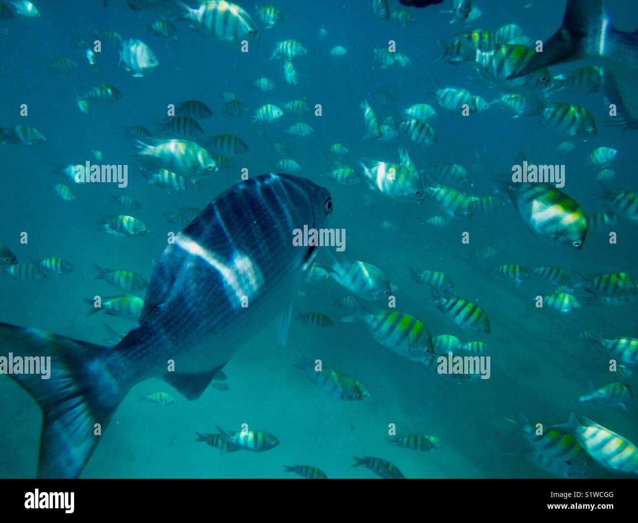 Lots of fishes under the sea Stock Photo
