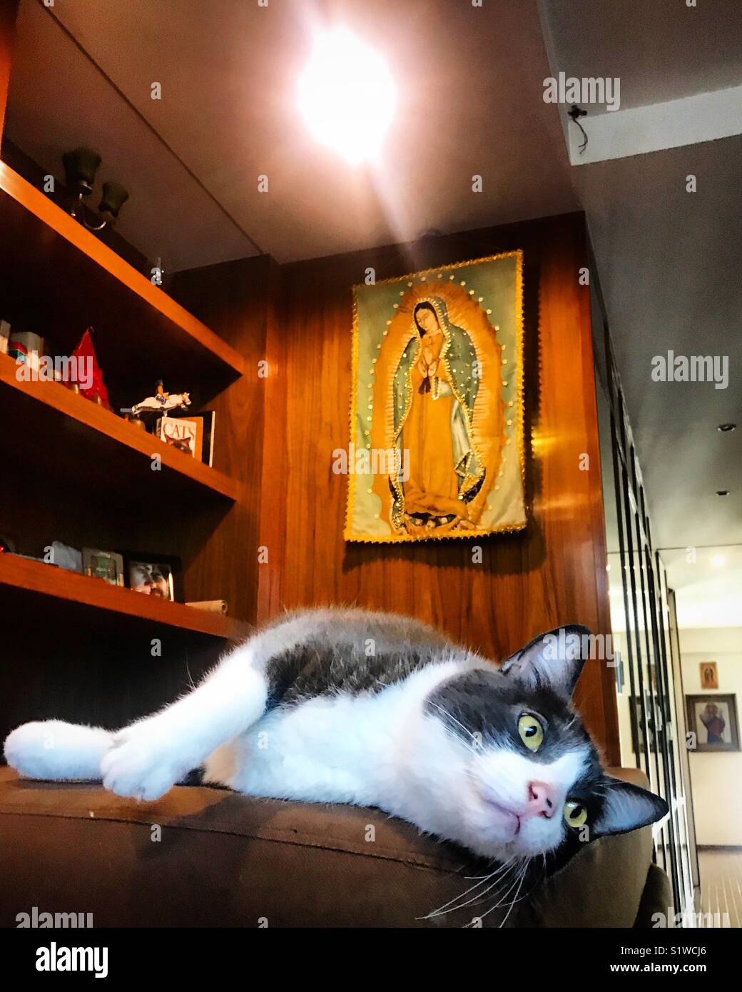 A cat rest in a sofa in front of an image of Our Lady of Guadalupe in Mexico City, Mexico Stock Photo
