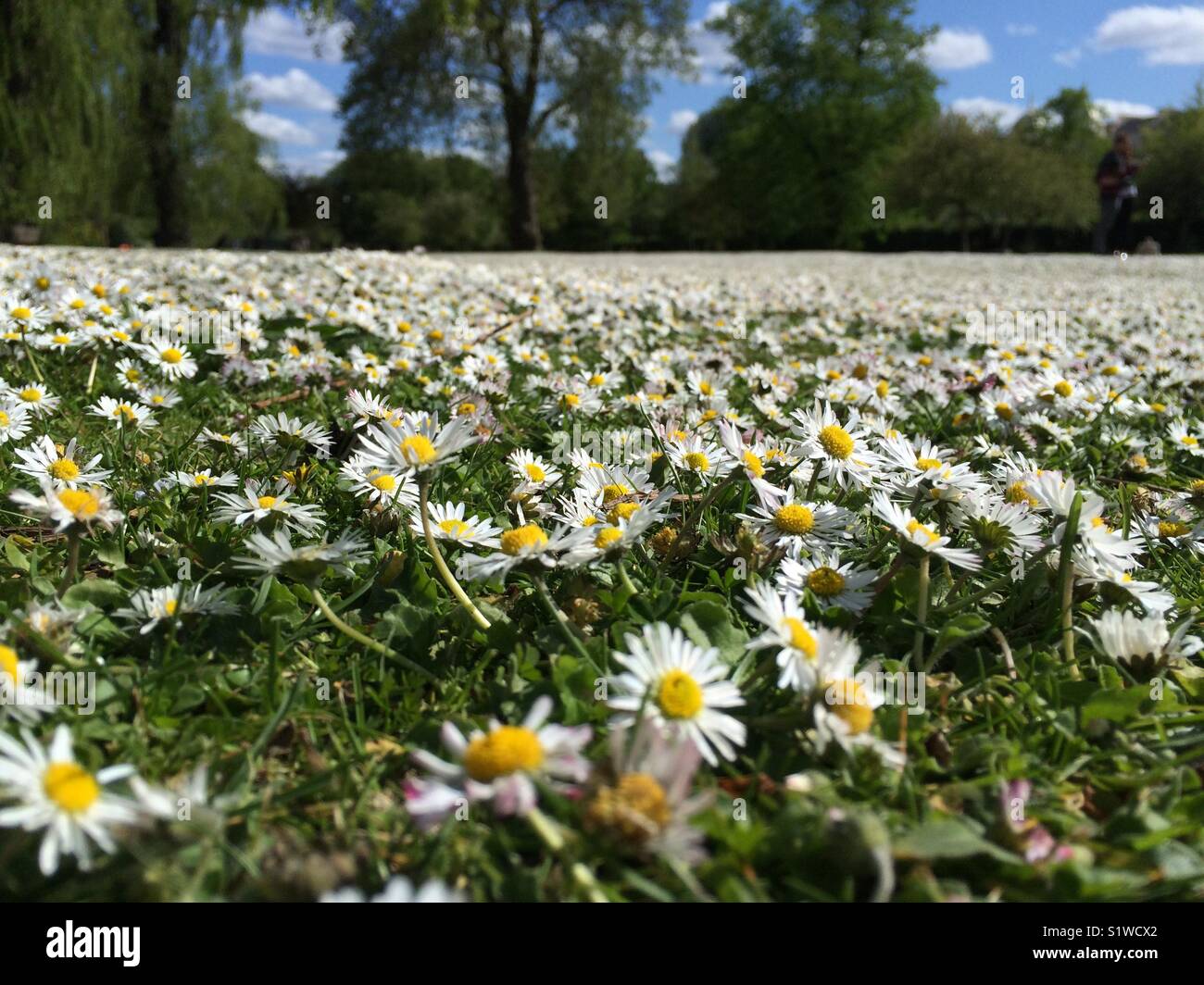 Field of daisies Stock Photo Alamy