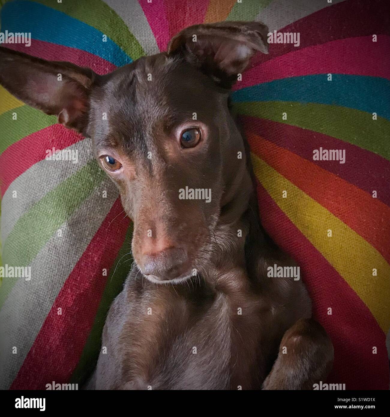 Average dog hi-res stock photography and images - Alamy