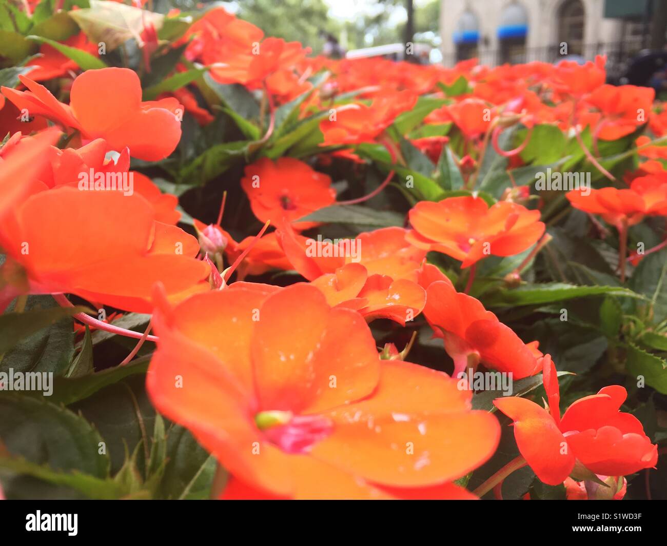 Flowers in New York City Stock Photo - Alamy