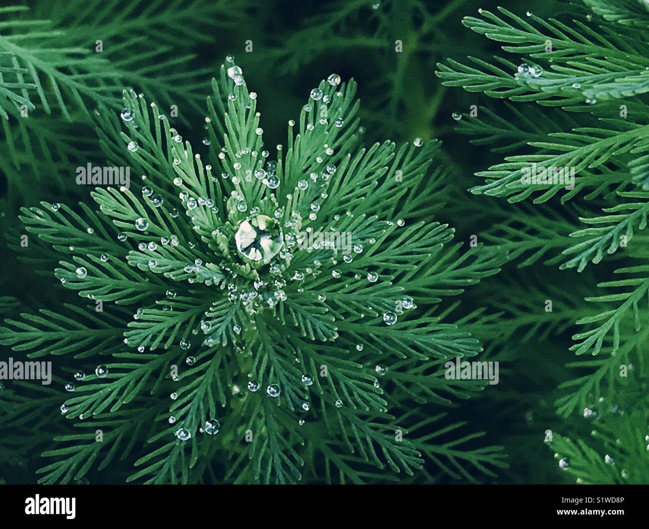 Drops of dew on green snowflakeshaped plant Stock Photo Alamy