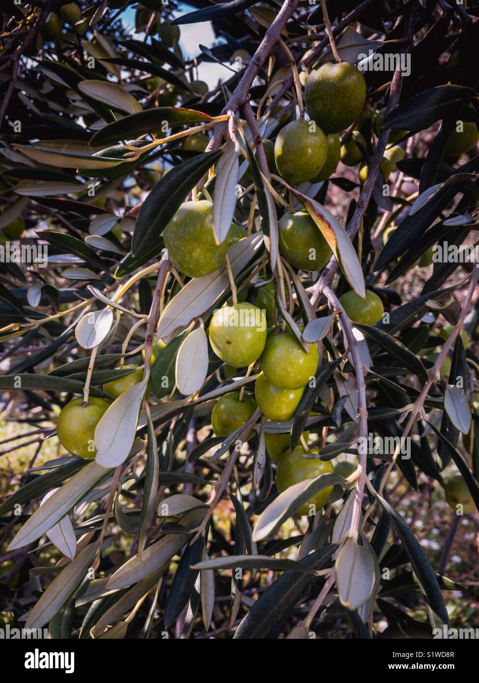 Green olives on fruit ready for harvesting Stock Photo