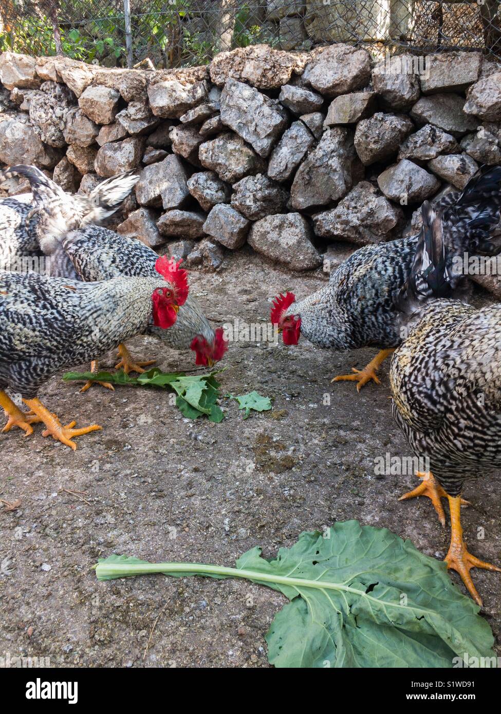 Roosters on farm outdoor Stock Photo
