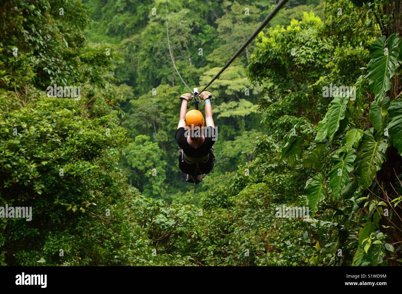 Ziplining in the Rainforest Stock Photo Alamy
